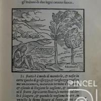Albero, che produce il cacauate (Árbol que produce el cacao)  Libro: "La Historia del Mondo Nvovo" por Benzoni, Girolamo (extranjero)