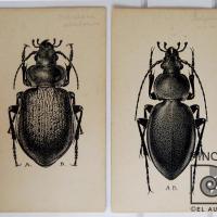 Coleópteros (Callisphana y Pachystus) por Bierig, Alex