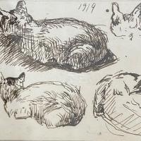 Gatos por Echandi, Enrique