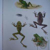 Hyla Baudini del Libro: "Reptilia and Batrachia" por Günther, Albert CLG (extranjero)