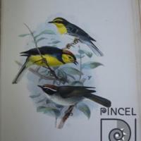 Setophaga torquata  del Libro: "Aves" por Keulemans, JG (extranjero). Hanhart, Micheal (extranjero)