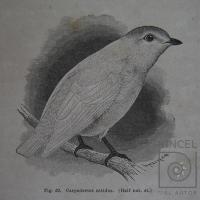 Figura 52: Carpodectes nitidus (Half nat. st.)Libro: "Resa I Central-Amerika 1881-1883" por Meyer X A, W (extranjero)