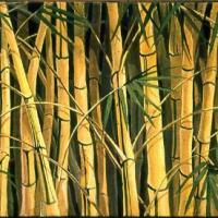 Bambú por Paul, Meredith