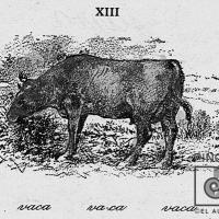 Ilustración XIII (vaca), del Silabario Castellano
Porfirio Brenes Castro por Povedano, Tomás