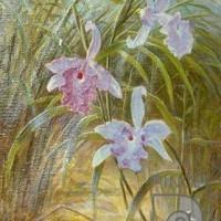 Sobralia callosa  (orquídea) por Span, Emil